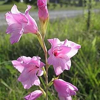 5 Gladiolus ochroleucus Seeds - South African Indigenous Bulb -Insured International Flat Ship Rate
