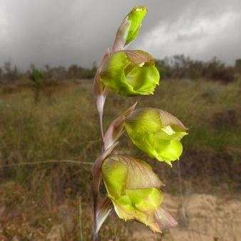 10 Gladiolus sufflavus Seeds - Indigenous South African Bulb Seeds for Sale in South Africa
