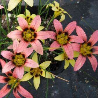 Romulea biflora Seeds - Indigenous South African Perennial Bulb - Combined Global Shipping