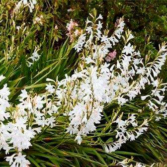 10 Watsonia borbonica ssp ardernei Seeds- Indigenous South African Bulb Seeds from Africa- Perennial