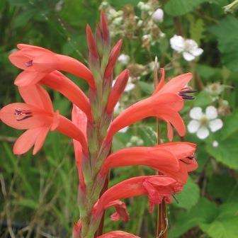 5 Watsonia gladioloides Seeds- Indigenous South African Bulb Seeds from Africa- Perennial