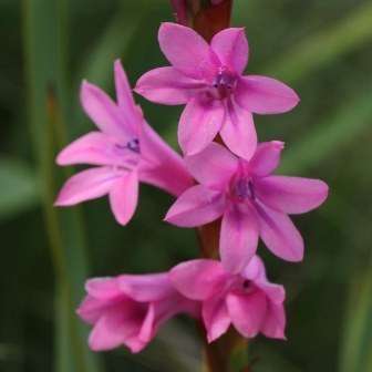 Watsonia wilmsii Seeds- Indigenous South African Bulb Seeds from Africa- Perennial