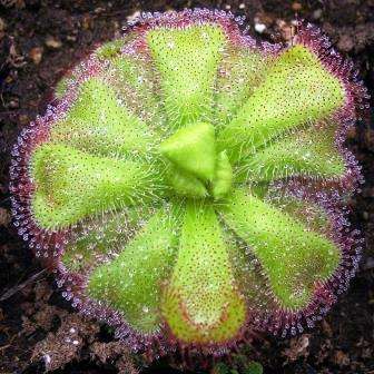 Drosera cuneifolia Seeds - Indigenous Insectivorous Carnivorous Sundew Plant