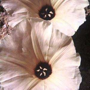 10 Merremia bipinnatipartita Seeds - Indigenous Creeper Climber Vine