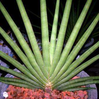 Sansevieria pearsonii Seeds - Spiky Mother-in-Law's Tongue - Indigenous South African Succulents