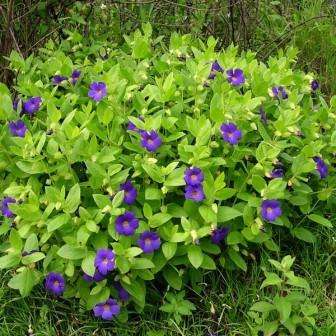 5 Dwarf Thunbergia Seeds - Thunbergia natalensis - Indigenous South African Shrub - Combined Ship