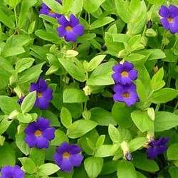 10 Dwarf Thunbergia Seeds - Thunbergia natalensis - Indigenous South African Shrub - Combined Ship