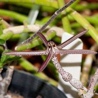 Ceropegia variegata Seed - RARE Indigenous South African Succulent Vine - New