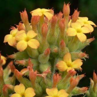 20 Kalanchoe lanceolata Seeds - Indigenous South African Succulent Seeds - Worldwide Shipping