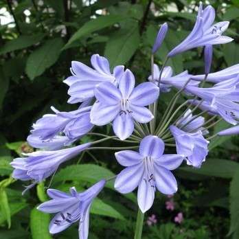 Agapanthus nutans - 10 Seed Pack - South African Indigenous Perennial Bulb