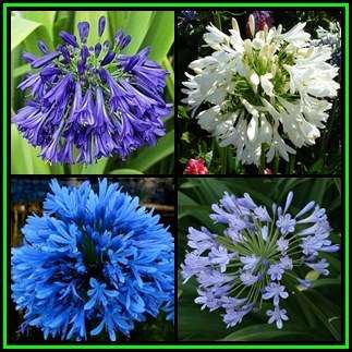 Agapanthus praecox Mixed Varieties - 10 Seed Pack - South African Indigenous Perennial Bulb