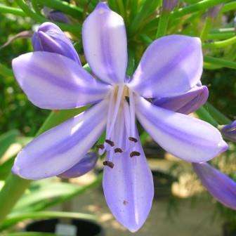 Agapanthus praecox ssp orientalis Cape Blue -10 Seed Pack- South African Indigenous Perennial Bulb