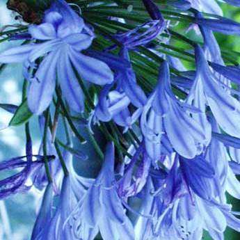 Agapanthus praecox ssp orientalis Dwarf Blue Seeds - South African Indigenous Perennial Bulb