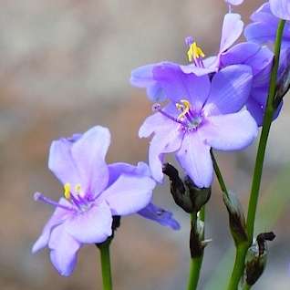 5 Aristea woodii Seeds - South African Indigenous Perennial Bulb