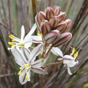10 Drimia filifolia Seeds - Indigenous South African Native Perennial Bulb Seeds from Africa