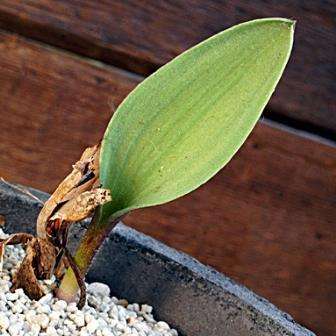 10 Eriospermum lanceifolium Seeds- Indigenous South African Endemic Perennial Bulb Seeds from Africa