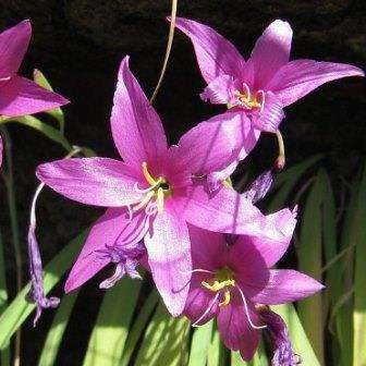 Hesperantha scopulosa Seeds - Rare Indigenous South African Perennial Bulb Seeds From Africa