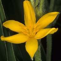 10 Hypoxis iridifolia Seeds - Indigenous South African Perennial Bulb