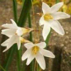 10 Ixia rapunculoides var subpendula Seeds - Indigenous South African Bulb Seeds For Sale