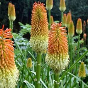 10 Kniphofia tysonii Seeds - Indigenous South African Perennial Bulb Seeds from Africa