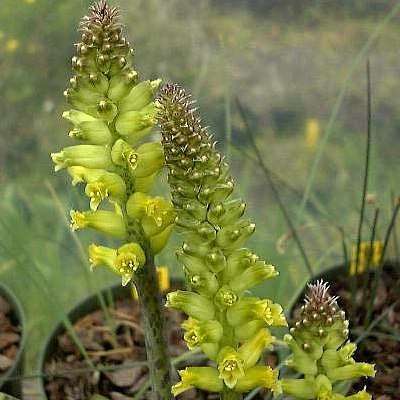 Lachenalia arbuthnotiae Seeds- Indigenous Perennial Bulb South African Seeds