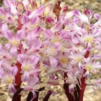 10 Lachenalia patula Seeds- Indigenous Perennial Bulb South African Seeds