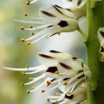 Lachenalia xerophila Seeds- Indigenous Perennial Bulb South African Seeds