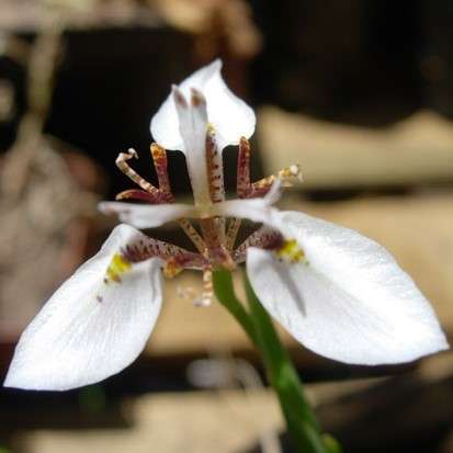 Moraea brevistyla Seeds - Sow Autumn - Indigenous Perennial Bulb Seeds
