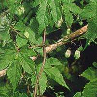 10 Ceratiosicyos laevis Seeds - Indigenous South African Climber Creeper Vine - Worldwide Shipping