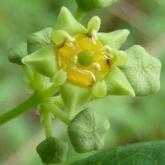 10 Helinus integrifolius Seeds - Indigenous Climber Creeper Vine - Ethnobotanical Dreamherb