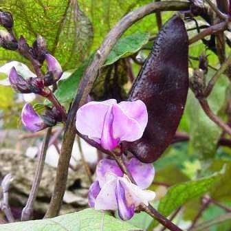 Lablab purpureus Seeds - Bonavist Bean - Indigenous Climber Creeper Vine