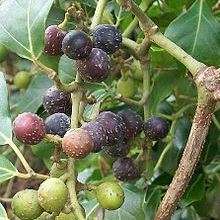 Rhoicissus rhomboidea Seeds - Glossy Forest Grape Indigenous Edible Fruit Shrub or Climbing Vine