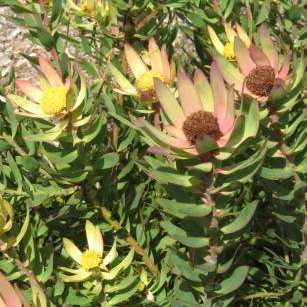 10 Leucadendron chamelaea Seeds - Indigenous Protea Family Tree Seeds - Endemic to South Africa