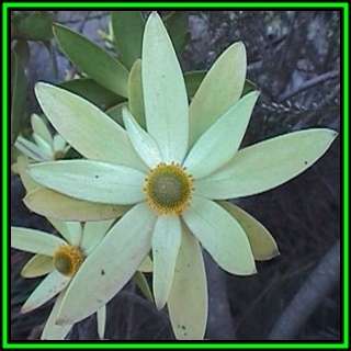Leucadendron gandogeri - 5 Seed Pack - Endemic Shrub Protea Cut Flower Evergreen Fynbos - New