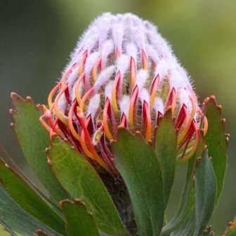 10 Leucospermum vestitum Seeds - Indigenous Protea Family - Endemic to South Africa