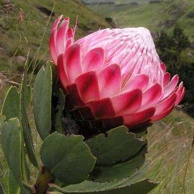 10 Protea dracomontana Seeds - Indigenous Protea Family Shrub - Endemic to South Africa