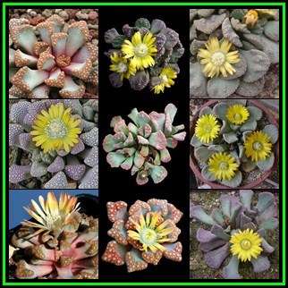 10 Titanopsis Species Mixed Seeds - Indigenous South African Mesemb Succulent Seeds For Sale