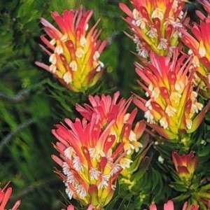 Mimetes fimbrifolius Seeds - Indigenous Perennial Shrub Protea Family - Insured Flat Ship Rate