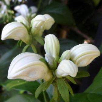 10 Pistol Bush - Duvernoia adhatodoides Seeds - Indigenous Evergreen Shrub or Small Tree