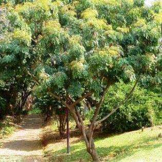 Erythrophleum lasianthum Seeds - Maputaland Ordeal Tree - Indigenous
