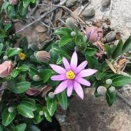 5 Grewia pondoensis Seeds - Indigenous South African Tree Seeds + GET FREE SEEDS