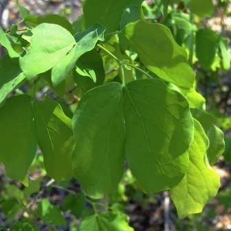 5 Guibourtia conjugata Tree Seeds - Small Bastard Mopane - Indigenous to South Africa