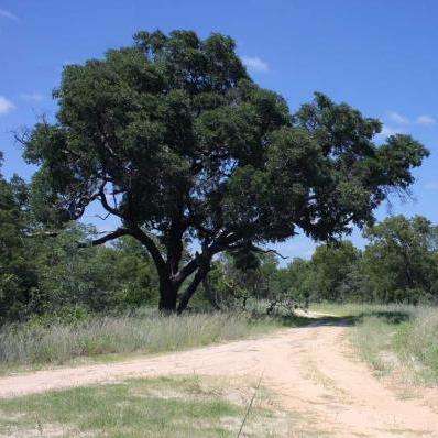 5 Guibourtia conjugata Tree Seeds - Small Bastard Mopane - Indigenous to South Africa