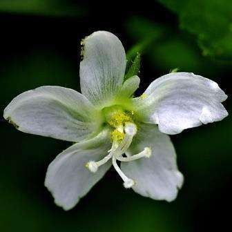 10 Hibiscus micranthus Seeds - Tiny White Wild Hibiscus - Indigenous Flowering Shrub