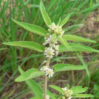 10 Lippia javanica Seeds - Fever Tea - South African Indigenous Aromatic Medicinal Shrub - Herb