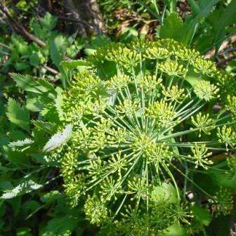 5 Notobubon galbanum Seeds - Blister Bush - South African Indigenous Medicinal Shrub - Herb