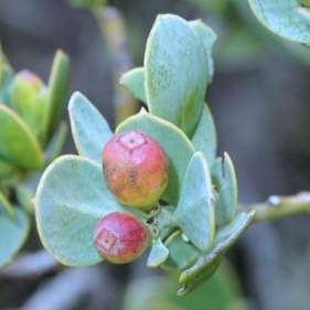 10 Osyris compressa Seeds - Edible Fruit - Indigenous South African Flowering Shrub or Tree