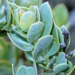 5 Osyris compressa Seeds - Edible Fruit - Indigenous South African Flowering Shrub or Tree