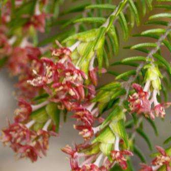 10 Passerina falcifolia Seeds - Outeniqua Gonna - Indigenous South African Endemic Flowering Shrub
