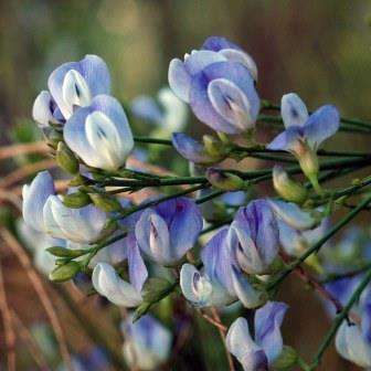 10 Psoralea oligophylla Seeds - Beautiful Indigenous South African Endemic Flowering Shrub